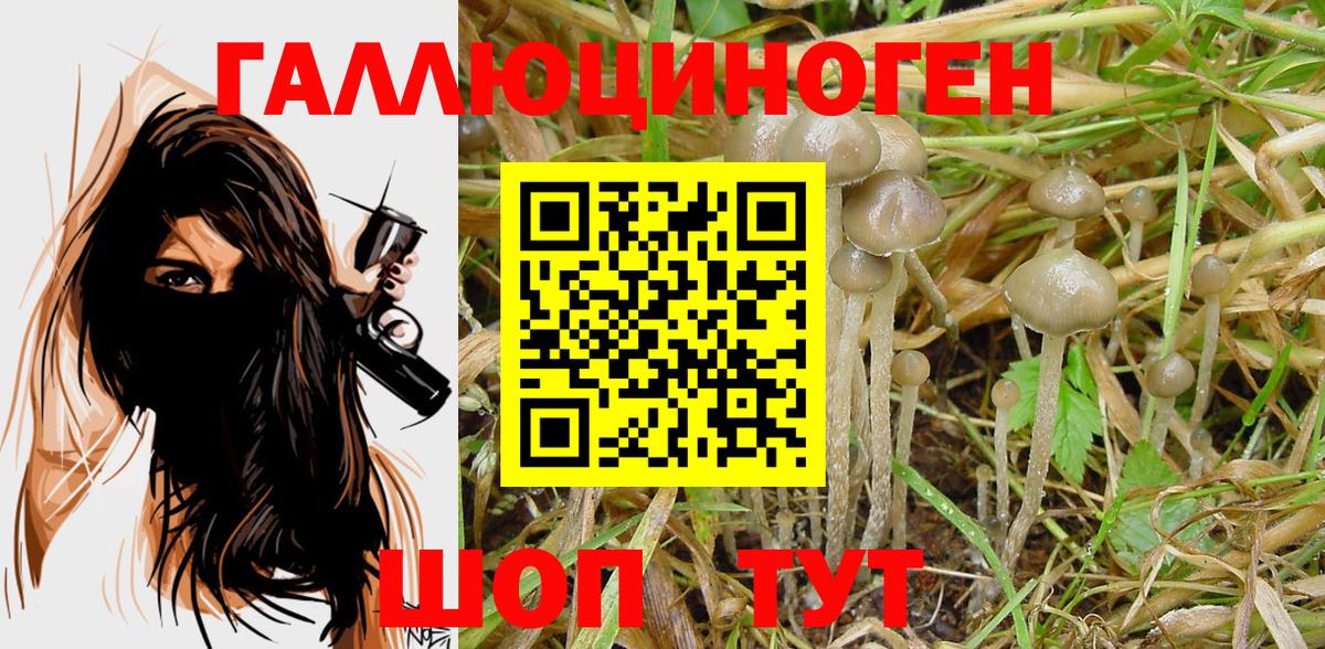 Псилоцибиновые грибы Cubensis Химки